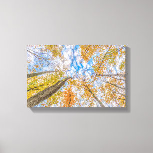 Looking up from the forest floor Stretched Canvas