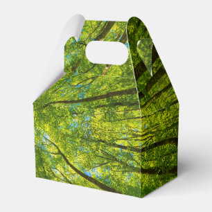 Looking up through green tree leaves favor box