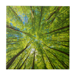 Looking up through green tree leaves tile