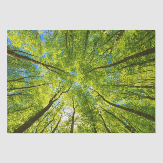 Looking up through green tree leaves tissue paper (Front)