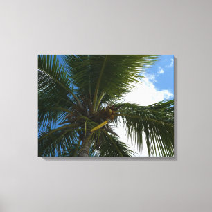 Looking Up to Coconut Palm Tree Tropical Nature Canvas Print