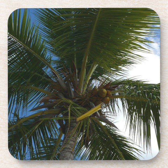 Looking Up to Coconut Palm Tree Tropical Nature Coaster (Front)