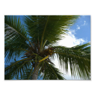 Looking Up to Coconut Palm Tree Tropical Nature Photo Print