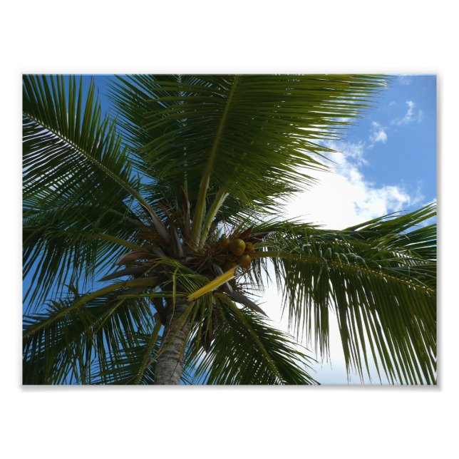 Looking Up to Coconut Palm Tree Tropical Nature Photo Print (Front)