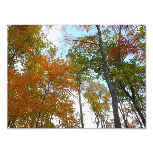 Looking Up to Fall Leaves I Colourful Fall Foliage Photo Print (Front)