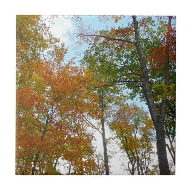 Looking Up to Fall Leaves I Colourful Fall Foliage Tile (Front)