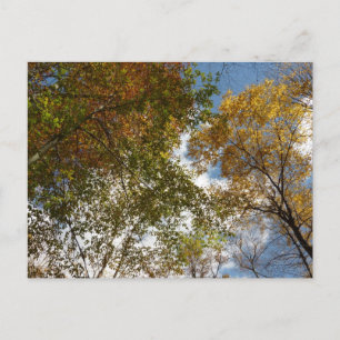 Looking Up to Fall Leaves II Autumn Nature Postcard