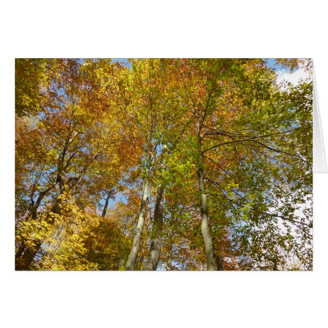 Looking Up to Fall Leaves III Colourful Foliage (Front Horizontal)