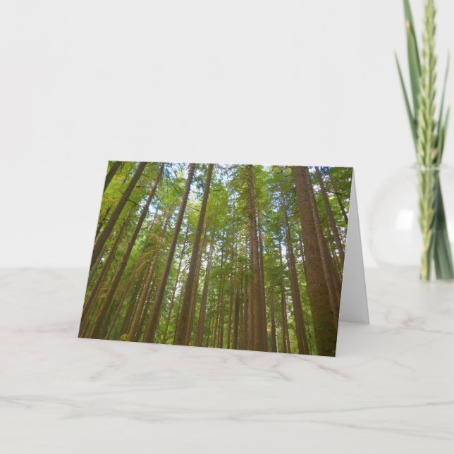 Looking Up to Old Growth Forest Card (Front)