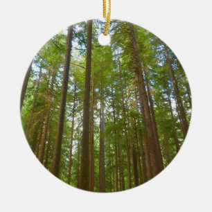 Looking Up to Old Growth Forest Ceramic Ornament