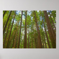Looking Up to Old Growth Forest