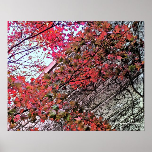 LOOKING UP TO SKY THROUGH CRIMSON LEAVES/DIG.EFFEC POSTER (Front)