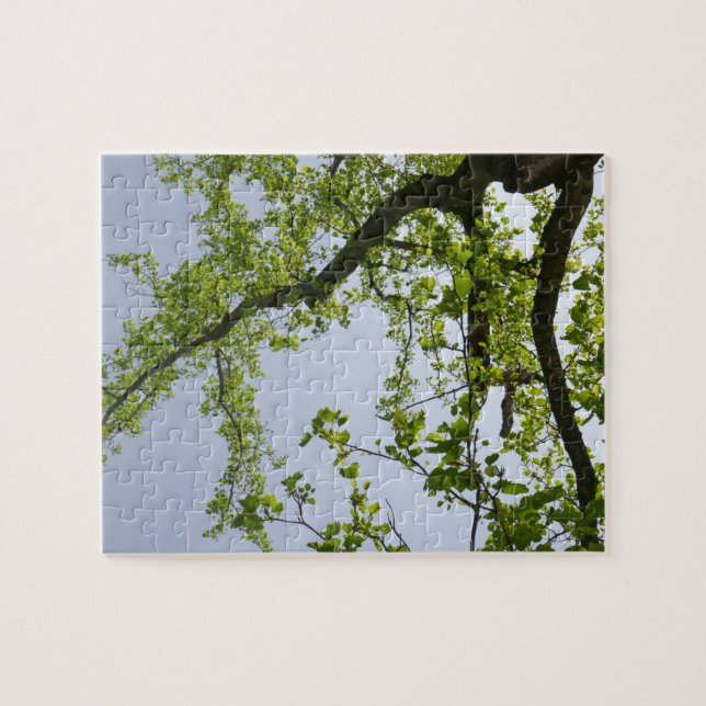 Looking Up to Spring Poplar Tree Jigsaw Puzzle (Horizontal)