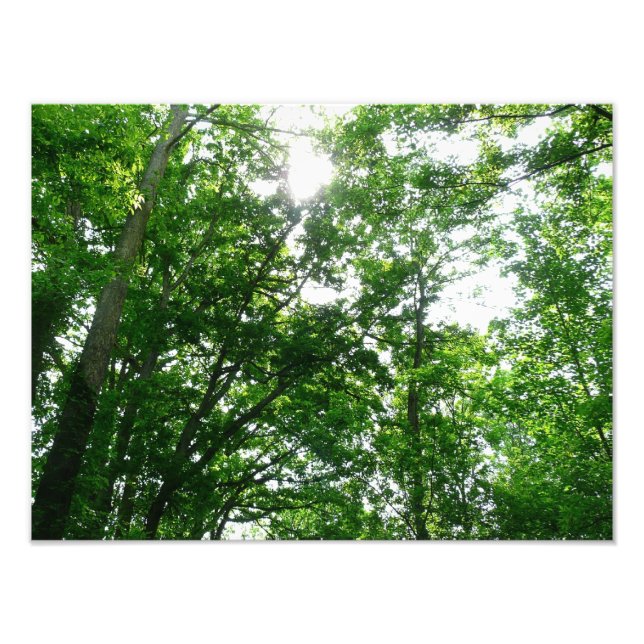 Looking Up to Summer Trees Photo Print (Front)