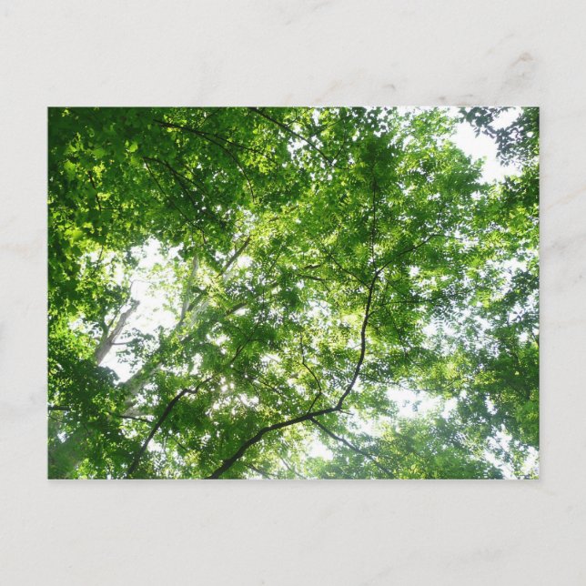 Looking Up to Summer Trees Postcard (Front)