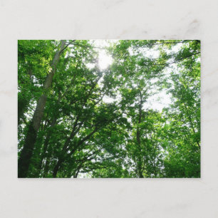 Looking Up to Summer Trees Postcard
