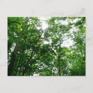 Looking Up to Summer Trees Postcard