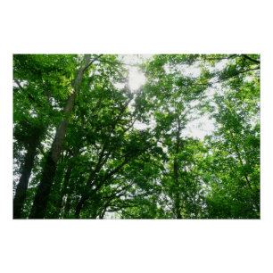 Looking Up to Summer Trees Poster