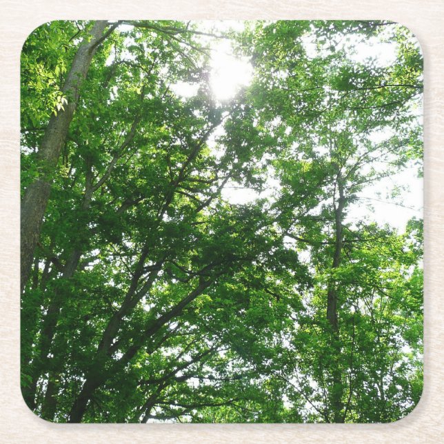 Looking Up to Summer Trees Square Paper Coaster (Front)