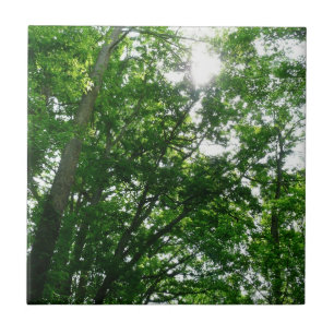 Looking Up to Summer Trees Tile