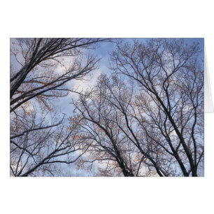 Looking Up to Winter Morning Trees