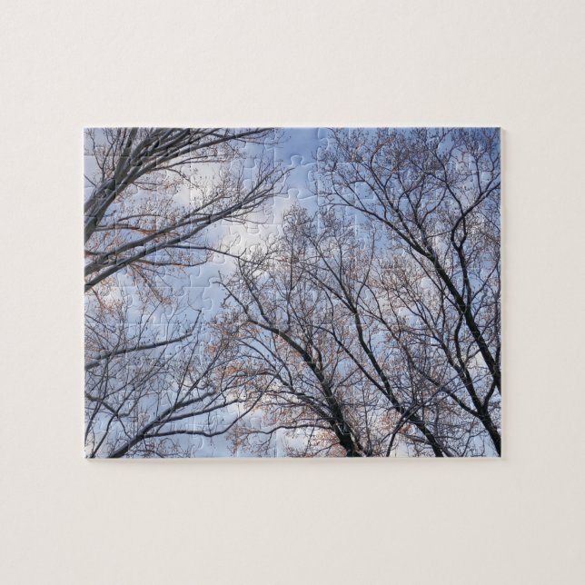 Looking Up to Winter Morning Trees Jigsaw Puzzle (Horizontal)