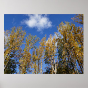 Looking Up to Yellow Poplar Trees I Poster