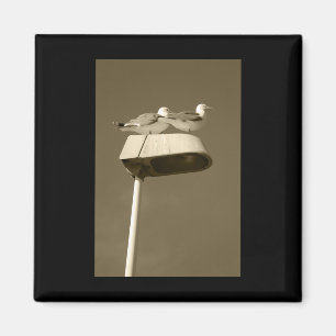 Lookout Post Lanzarote Tint Vertical Sticker  Magnet