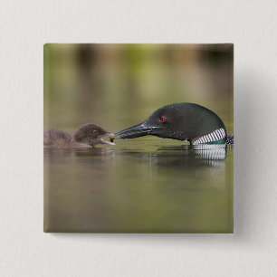 Loon Adult Feeds Chick 2 Inch Square Button
