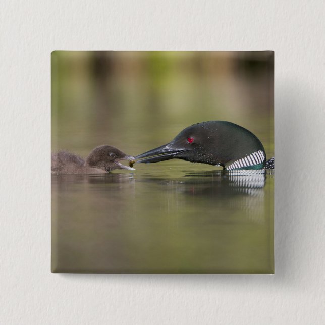 Loon Adult Feeds Chick 2 Inch Square Button (Front)