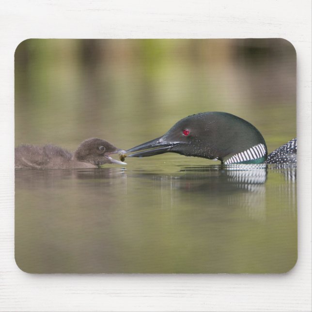Loon Adult Feeds Chick Mouse Pad (Front)