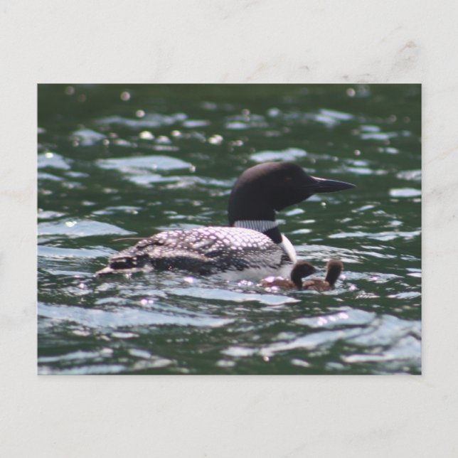 Loon and Two Babies Postcard (Front)