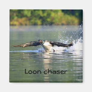 Loon chaser Magnet