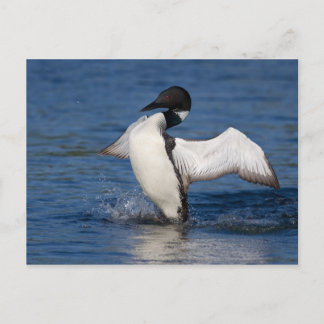 Loon IV Postcard