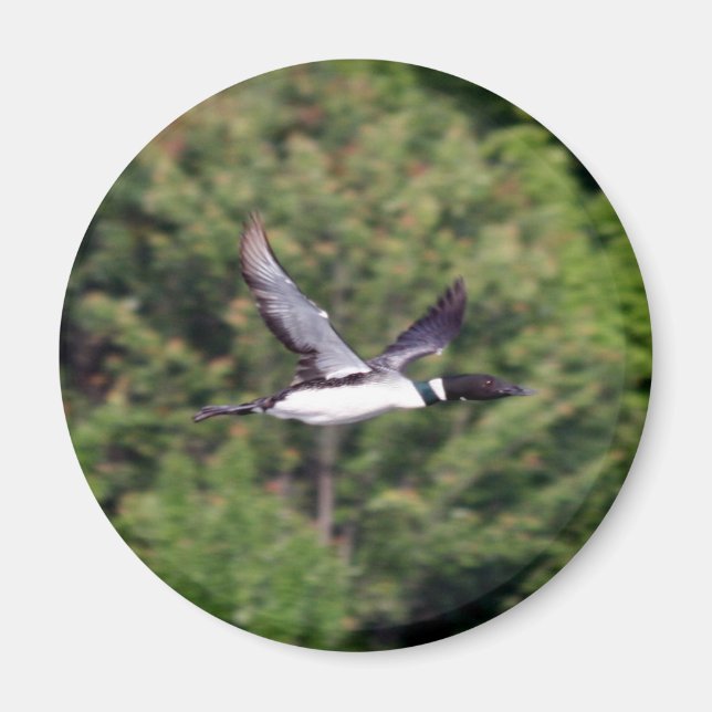 Loon Magnet (Devant)