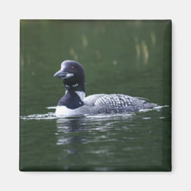 loon magnet (Front)