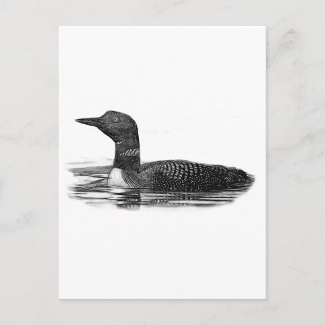 Loon on Lake Postcard (Front)