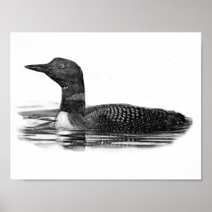 Loon on Lake Poster