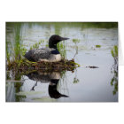 Loon on nest.