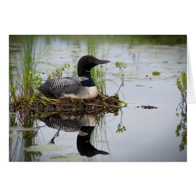 Loon on nest. (Front Horizontal)