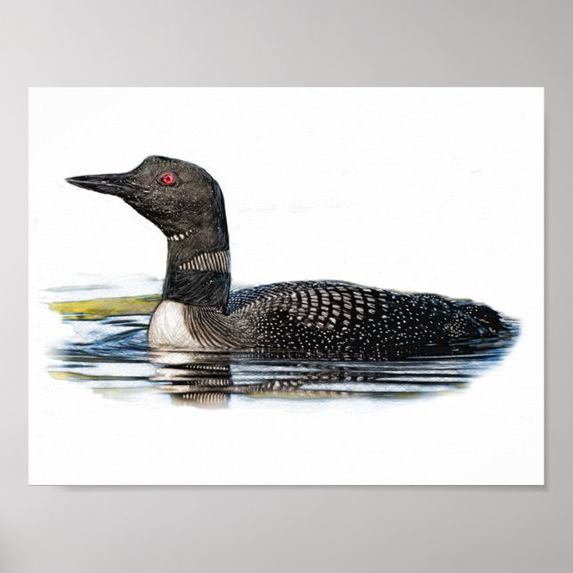 Loon on Water Poster (Front)