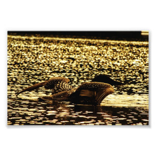Loon Photo Print