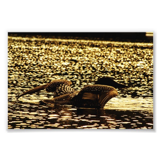 Loon Photo Print (Front)