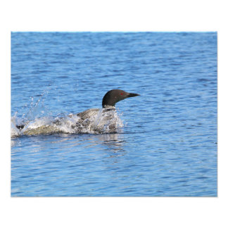 Loon Photo Print
