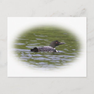 Loon Postcard