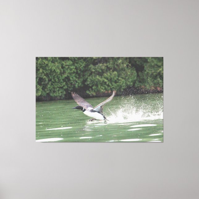 Loon Ready For Flight Canvas Print (Front)