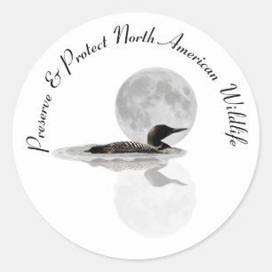 Loon Swims In The Moonlight Stickers