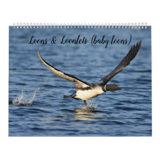 Loons et loonlets (plongeons) Calendrier
