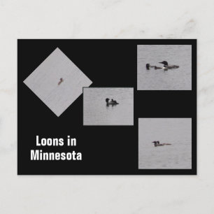 Loons in Minnesota Postcard