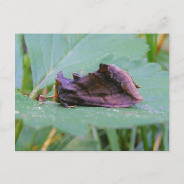 Looper Moth ~ carte postale (Devant)